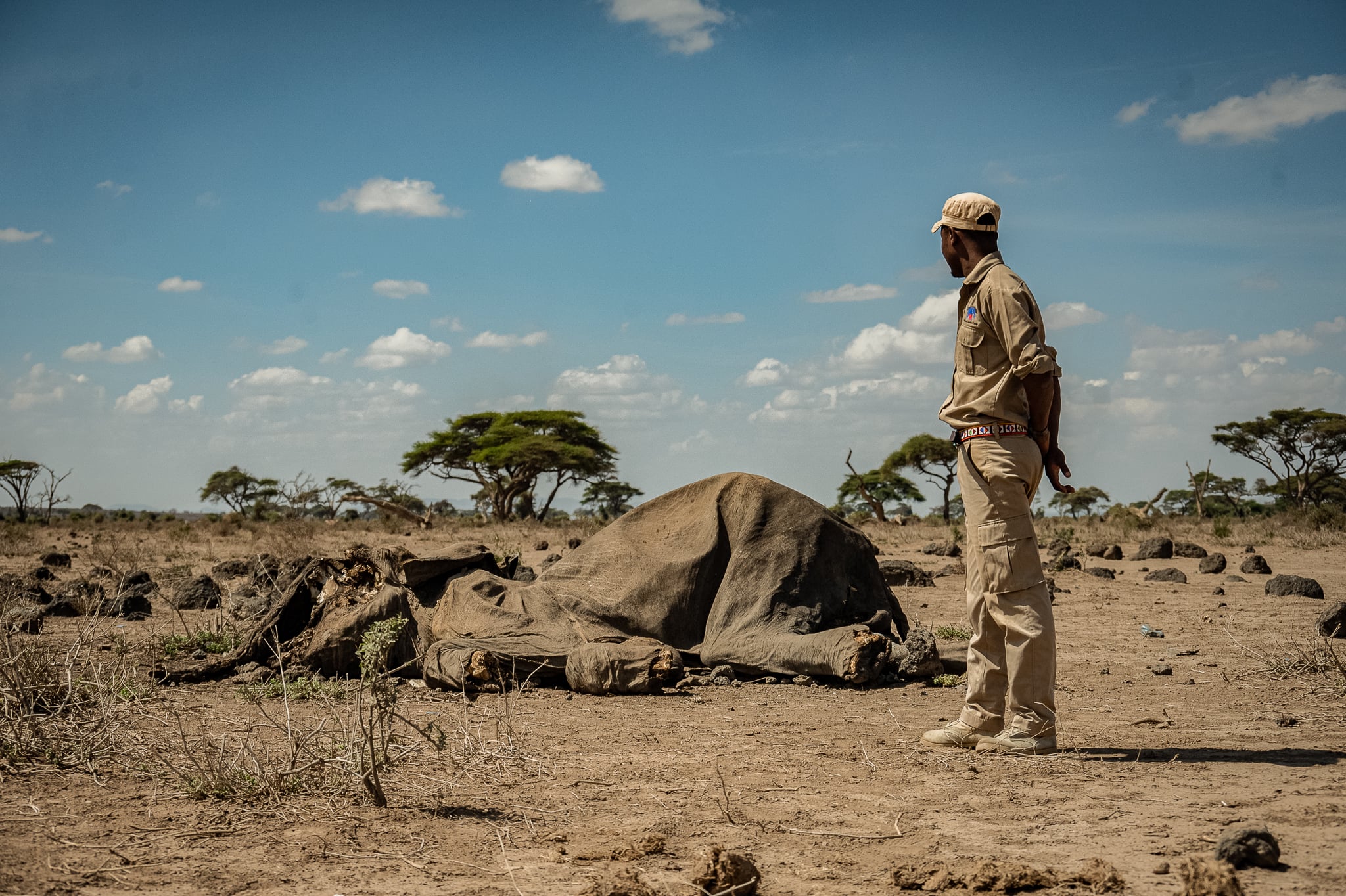 A guide at the Amboseli national park stands near the carcas of a dead elephant on parched Maasai commuinty land near the outskirts of Amboseli National park December 18,2022.(Photo by Edwin Ndeke)